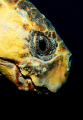   Loggerhead turtle portrait taken today Julian Rocks Byron Bay part Sundive Photo Shoot 2010  